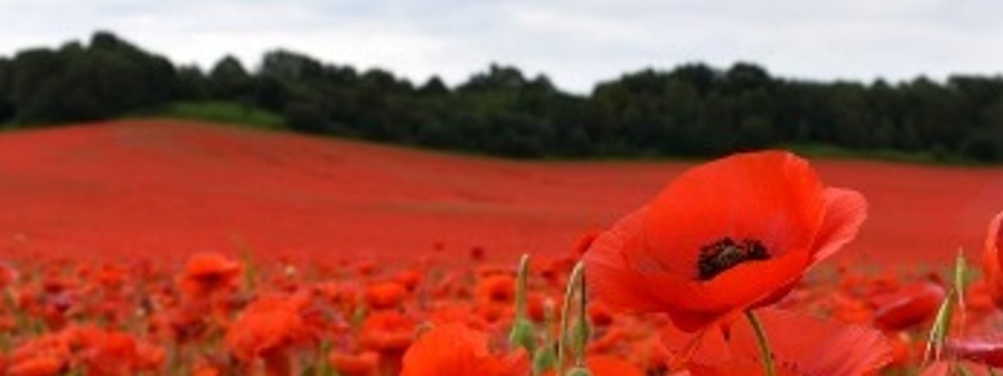 Remembrance Sunday Services*Sunday 10th November 2024 @ 9.45 am and 11.30 am